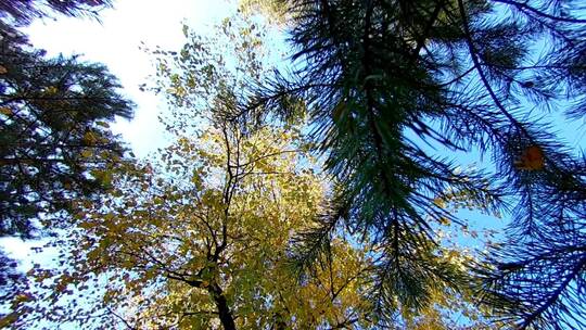 金秋 生机盎然 美丽的大自然森林树木树叶