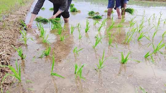 稻田稻谷 水稻育苗