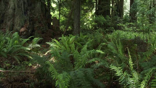 光线渗入加利福尼亚红杉林的森林地面视频素材模板下载