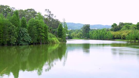 4K湖水树木湖面