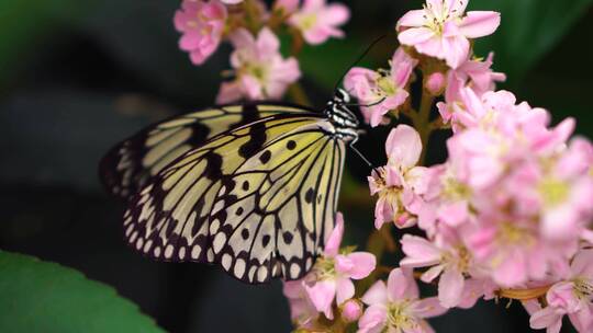 微距拍摄蝴蝶在花上采蜜 特性镜头