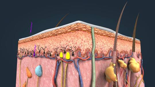 皮下组织解剖皮肤皮肤修复三维动画