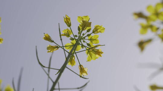 油菜花菜花