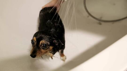 在浴缸里给狗洗澡的人