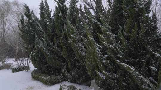 4K下雪天公园里树林松树