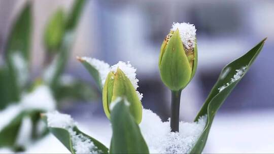 雪落在郁金香花上。春天的背景。