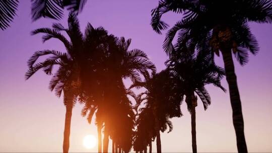 落日余晖下的棕榈道路