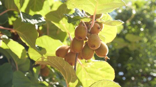 树上的猕猴桃水果特写
