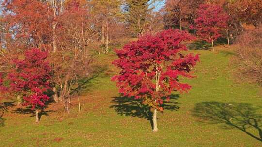 吉林花山溪谷枫树