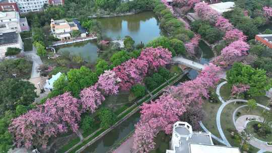 中国广东省广州市从化区华软丝木棉广场