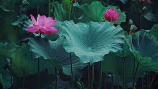 荷花自然涟漪露水池塘开花莲蓬公园花瓣雨诗