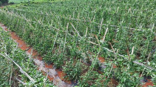 豆角种植 种植豆角 长豆角