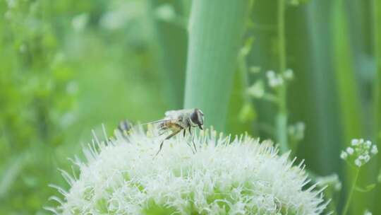 蜜蜂在葱花上采蜜蜜蜂飞舞夏季