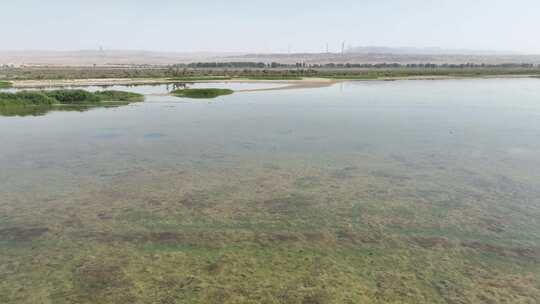 4k航拍黑河湿地水鸟鹤