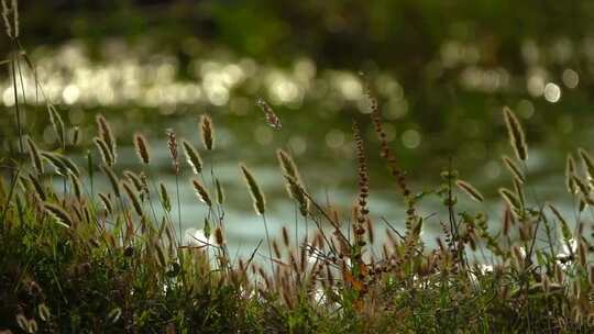大自然中的芦苇与湖泊视频素材模板下载
