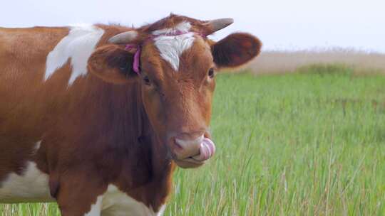 一只奶牛在吃草