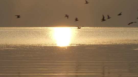 夕阳下的海鸥慢动作