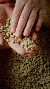 在咖啡生产概念中，男性手从袋子里挑选新鲜