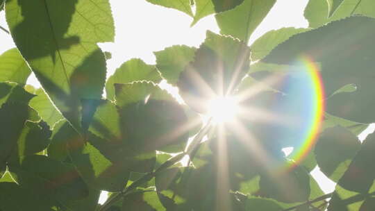 夏天树叶阳光逆光星芒彩虹