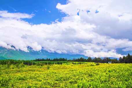 田野绿意盎然天空白云朵朵的美景