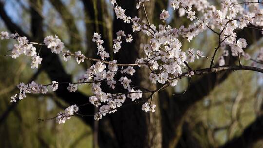 北京春季春天颐和园的山桃花