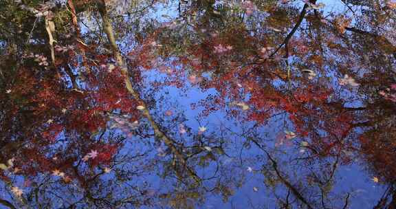 秋天唯美红叶红枫倒映在水里