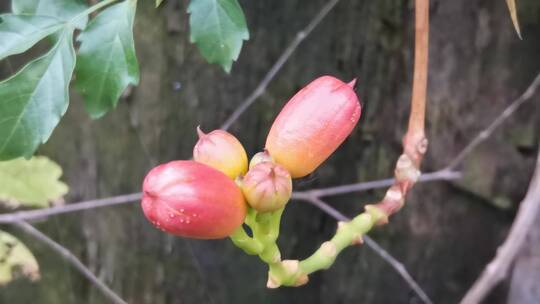 凌霄花苞特写