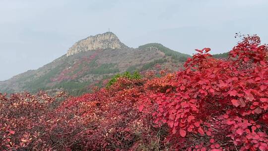 济南红叶谷景区，秋季满山红叶景观