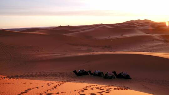 沙漠商队。骆驼