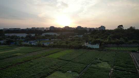 夕阳下的城郊农业基地航拍