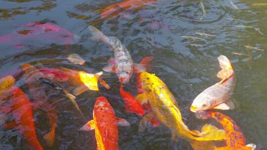 池塘中的锦鲤鲤鱼