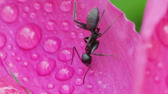 大蚂蚁在芍药花瓣上爬行的微距升格特写