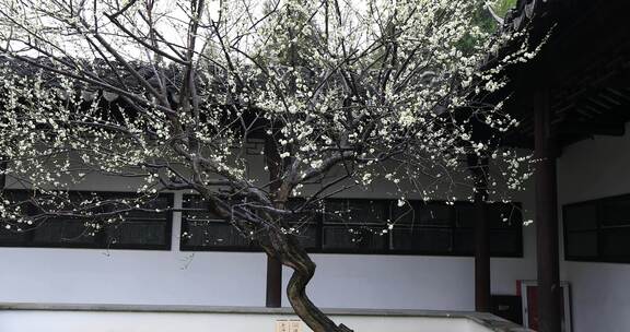 园林春雨雨中梅花