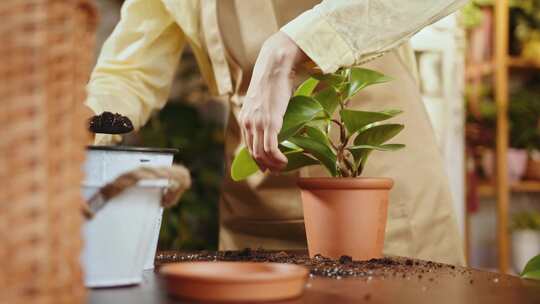 女人，花店，植物园，植物