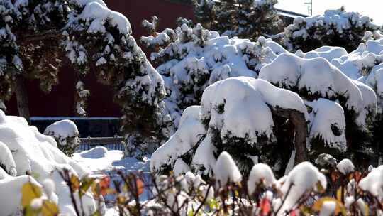 雪后青松视频素材模板下载