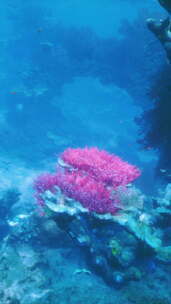 拥有各种珊瑚和海绵的珊瑚礁