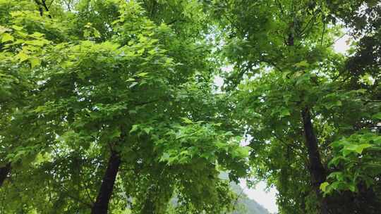 下雨天繁茂葱郁的树林绿叶景致