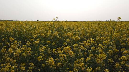 济南龙山平陵古城油菜花基地，春季油菜花田