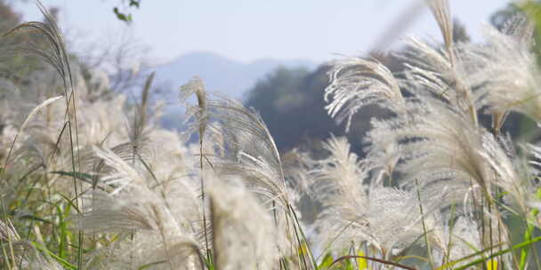 芦苇山野户外森林