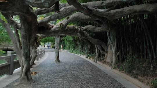 广西桂林城市道路绿树成荫的老城区街道街景