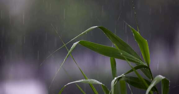 夏天下雨雨滴雨打芦苇叶合集