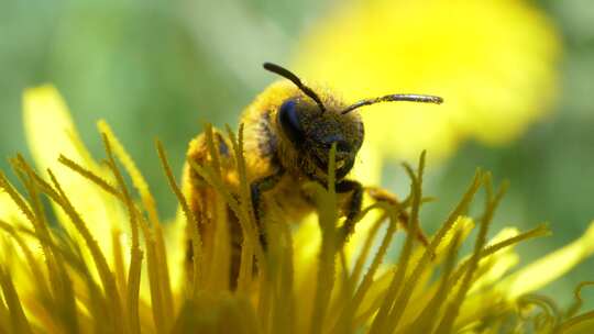 蜜蜂 花蜜 植物视频素材模板下载