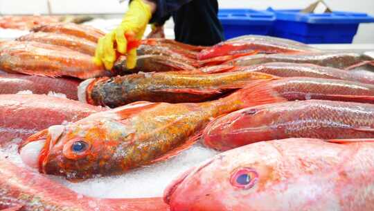 海鲜市场的红星斑海鱼等