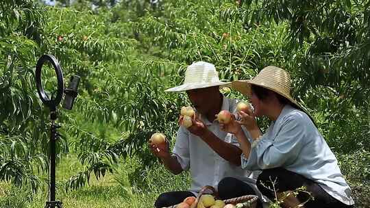 果园直播水蜜桃产地