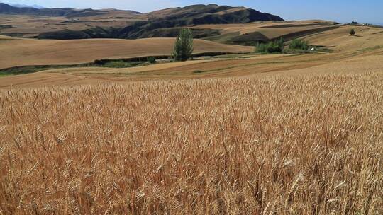 秋天金黄色的新疆江布拉克麦田小麦