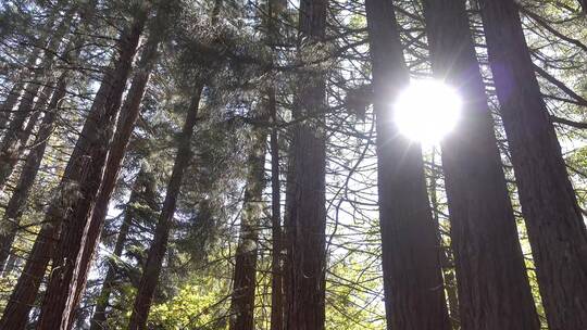阳光照射森林视频素材模板下载