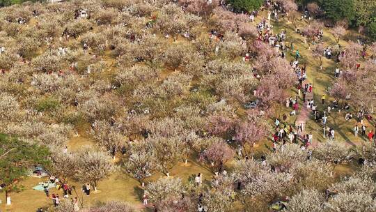 中国广东省广州市黄埔区市民广场梅花