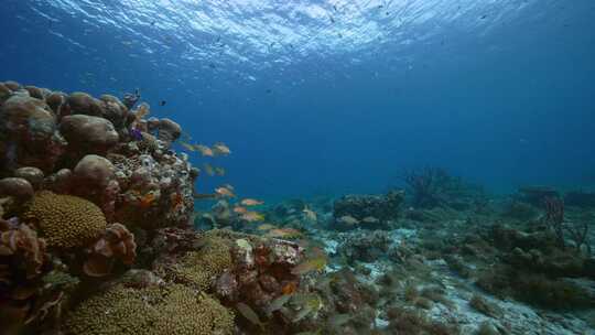 库拉索岛，加勒比海，水下，海洋生物