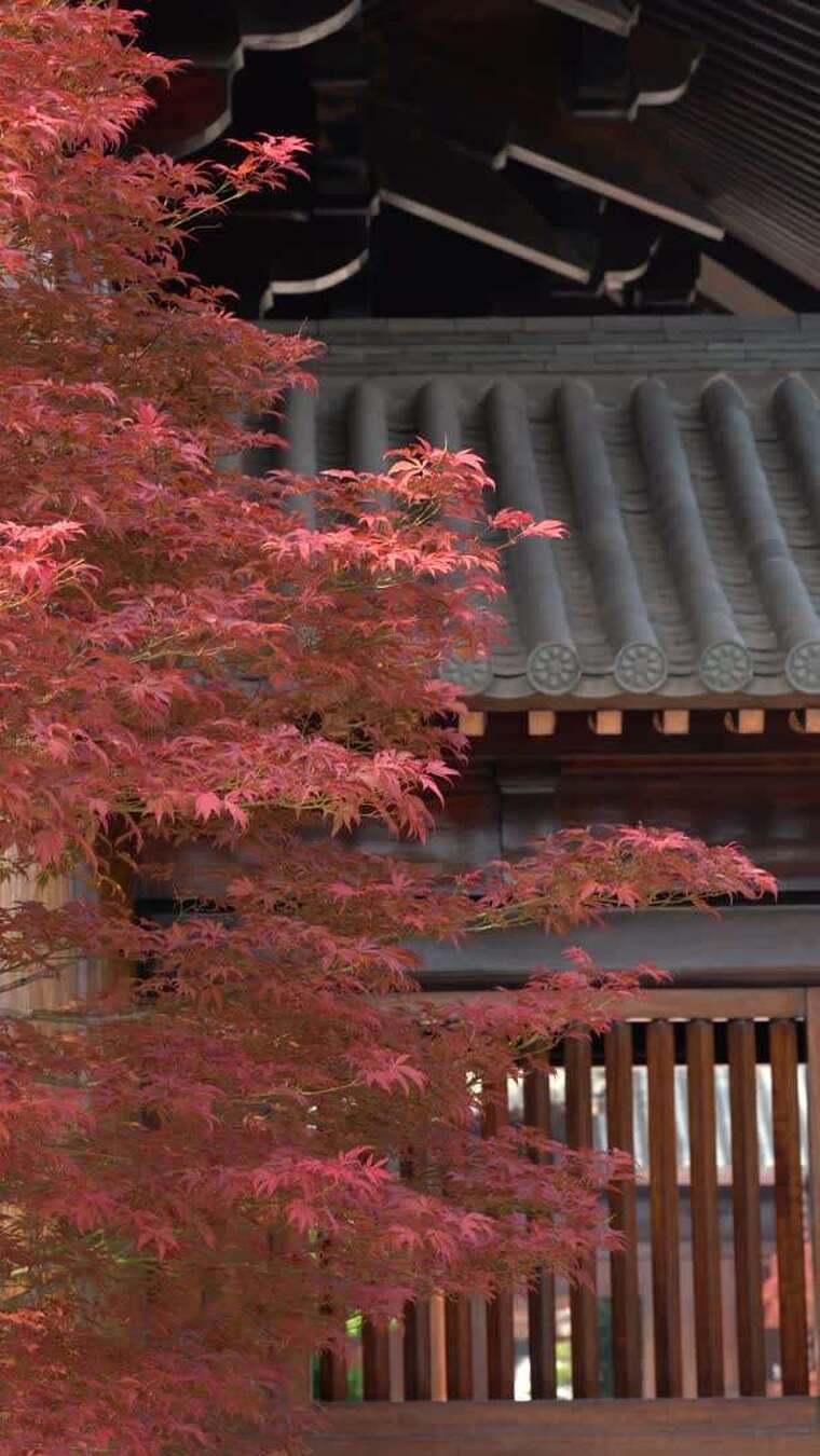 传统中式建筑前风吹红枫树