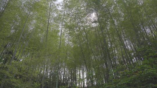 阳光透过竹林，风吹竹林